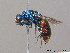  (Chrysura austriaca - BC ZSM HYM 09786)  @14 [ ] CreativeCommons - Attribution Non-Commercial Share-Alike (2010) Stefan Schmidt SNSB, Zoologische Staatssammlung Muenchen