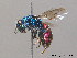  (Chrysura austriaca - BC ZSM HYM 09787)  @14 [ ] CreativeCommons - Attribution Non-Commercial Share-Alike (2010) Stefan Schmidt SNSB, Zoologische Staatssammlung Muenchen