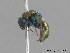  ( - BC ZSM HYM 09795)  @13 [ ] CreativeCommons - Attribution Non-Commercial Share-Alike (2010) Stefan Schmidt SNSB, Zoologische Staatssammlung Muenchen
