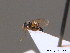  ( - BC ZSM HYM 10920)  @12 [ ] CreativeCommons - Attribution Non-Commercial Share-Alike (2010) Stefan Schmidt SNSB, Zoologische Staatssammlung Muenchen