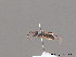  ( - BC ZSM HYM 10924)  @11 [ ] CreativeCommons - Attribution Non-Commercial Share-Alike (2010) Stefan Schmidt SNSB, Zoologische Staatssammlung Muenchen