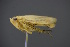  ( - BC_ZSM_CIC_0113)  @11 [ ] CreativeCommons - Attribution Non-Commercial Share-Alike (2016) SNSB, Staatliche Naturwissenschaftliche Sammlungen Bayerns ZSM (SNSB, Zoologische Staatssammlung Muenchen)