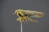  (Javesella stali - BC_ZSM_CIC_0135)  @11 [ ] CreativeCommons - Attribution Non-Commercial Share-Alike (2016) SNSB, Staatliche Naturwissenschaftliche Sammlungen Bayerns ZSM (SNSB, Zoologische Staatssammlung Muenchen)