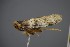  (Asiraca - BC_ZSM_CIC_0141)  @11 [ ] CreativeCommons - Attribution Non-Commercial Share-Alike (2016) SNSB, Staatliche Naturwissenschaftliche Sammlungen Bayerns ZSM (SNSB, Zoologische Staatssammlung Muenchen)