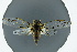  (Tettigometra atra - BC ZSM CIC 194)  @11 [ ] CreativeCommons - Attribution Non-Commercial Share-Alike (2016) SNSB, Staatliche Naturwissenschaftliche Sammlungen Bayerns ZSM (SNSB, Zoologische Staatssammlung Muenchen)