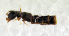 ( - BC ZSM COL 00030)  @13 [ ] CreativeCommons - Attribution Non-Commercial Share-Alike (2010) Unspecified SNSB, Zoologische Staatssammlung Muenchen