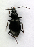 ( - BC ZSM COL 00050)  @13 [ ] CreativeCommons - Attribution Non-Commercial Share-Alike (2010) Unspecified SNSB, Zoologische Staatssammlung Muenchen