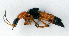  ( - BC ZSM COL 00076)  @12 [ ] CreativeCommons - Attribution Non-Commercial Share-Alike (2010) Unspecified SNSB, Zoologische Staatssammlung Muenchen