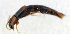  ( - BC ZSM COL 00097)  @12 [ ] CreativeCommons - Attribution Non-Commercial Share-Alike (2010) Unspecified SNSB, Zoologische Staatssammlung Muenchen