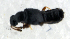  ( - BC ZSM COL 00149)  @12 [ ] CreativeCommons - Attribution Non-Commercial Share-Alike (2010) Unspecified SNSB, Zoologische Staatssammlung Muenchen
