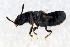  ( - BC ZSM COL 00167)  @13 [ ] CreativeCommons - Attribution Non-Commercial Share-Alike (2010) Unspecified SNSB, Zoologische Staatssammlung Muenchen