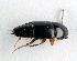  (Tachinus rufipes - BC ZSM COL 00168)  @14 [ ] CreativeCommons - Attribution Non-Commercial Share-Alike (2010) Unspecified SNSB, Zoologische Staatssammlung Muenchen