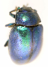  (Chrysolina coerulans - BC ZSM COL 00344)  @13 [ ] CreativeCommons - Attribution Non-Commercial Share-Alike (2010) Unspecified SNSB, Zoologische Staatssammlung Muenchen