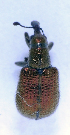  (Involvulus cupreus - BC ZSM COL 00500)  @12 [ ] CreativeCommons - Attribution Non-Commercial Share-Alike (2010) Unspecified SNSB, Zoologische Staatssammlung Muenchen