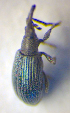  ( - BC ZSM COL 00620)  @12 [ ] CreativeCommons - Attribution Non-Commercial Share-Alike (2010) Unspecified SNSB, Zoologische Staatssammlung Muenchen