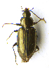  ( - BC ZSM COL 00653)  @13 [ ] CreativeCommons - Attribution Non-Commercial Share-Alike (2010) Unspecified SNSB, Zoologische Staatssammlung Muenchen