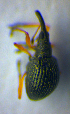  ( - BC ZSM COL 00666)  @12 [ ] CreativeCommons - Attribution Non-Commercial Share-Alike (2010) Unspecified SNSB, Zoologische Staatssammlung Muenchen