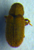  ( - BC ZSM COL 00668)  @12 [ ] CreativeCommons - Attribution Non-Commercial Share-Alike (2010) Unspecified SNSB, Zoologische Staatssammlung Muenchen