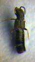  ( - BC ZSM COL 00677)  @11 [ ] CreativeCommons - Attribution Non-Commercial Share-Alike (2010) Unspecified SNSB, Zoologische Staatssammlung Muenchen