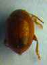  ( - BC ZSM COL 00678)  @12 [ ] CreativeCommons - Attribution Non-Commercial Share-Alike (2010) Unspecified SNSB, Zoologische Staatssammlung Muenchen