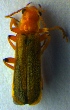  (Cantharis cryptica - BC ZSM COL 00682)  @13 [ ] CreativeCommons - Attribution Non-Commercial Share-Alike (2010) Unspecified SNSB, Zoologische Staatssammlung Muenchen