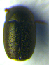  ( - BC ZSM COL 00688)  @12 [ ] CreativeCommons - Attribution Non-Commercial Share-Alike (2010) Unspecified SNSB, Zoologische Staatssammlung Muenchen