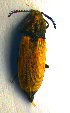  ( - BC ZSM COL 00689)  @12 [ ] CreativeCommons - Attribution Non-Commercial Share-Alike (2010) Unspecified SNSB, Zoologische Staatssammlung Muenchen