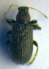  ( - BC ZSM COL 00693)  @12 [ ] CreativeCommons - Attribution Non-Commercial Share-Alike (2010) Unspecified SNSB, Zoologische Staatssammlung Muenchen