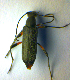  (Grammoptera abdominalis - BC ZSM COL 00698)  @13 [ ] CreativeCommons - Attribution Non-Commercial Share-Alike (2010) Unspecified SNSB, Zoologische Staatssammlung Muenchen