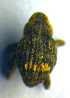  ( - BC ZSM COL 00703)  @11 [ ] CreativeCommons - Attribution Non-Commercial Share-Alike (2010) Unspecified SNSB, Zoologische Staatssammlung Muenchen