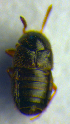  (Brachida exigua - BC ZSM COL 00707)  @12 [ ] CreativeCommons - Attribution Non-Commercial Share-Alike (2010) Unspecified SNSB, Zoologische Staatssammlung Muenchen