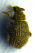  ( - BC ZSM COL 00710)  @12 [ ] CreativeCommons - Attribution Non-Commercial Share-Alike (2010) Unspecified SNSB, Zoologische Staatssammlung Muenchen