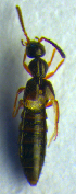  ( - BC ZSM COL 00713)  @12 [ ] CreativeCommons - Attribution Non-Commercial Share-Alike (2010) Unspecified SNSB, Zoologische Staatssammlung Muenchen
