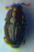  ( - BC ZSM COL 00717)  @12 [ ] CreativeCommons - Attribution Non-Commercial Share-Alike (2010) Unspecified SNSB, Zoologische Staatssammlung Muenchen