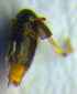  ( - BC ZSM COL 00723)  @12 [ ] CreativeCommons - Attribution Non-Commercial Share-Alike (2010) Unspecified SNSB, Zoologische Staatssammlung Muenchen