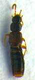  ( - BC ZSM COL 00727)  @12 [ ] CreativeCommons - Attribution Non-Commercial Share-Alike (2010) Unspecified SNSB, Zoologische Staatssammlung Muenchen