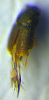  ( - BC ZSM COL 00738)  @11 [ ] CreativeCommons - Attribution Non-Commercial Share-Alike (2010) Unspecified SNSB, Zoologische Staatssammlung Muenchen