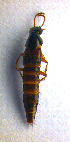  ( - BC ZSM COL 00741)  @11 [ ] CreativeCommons - Attribution Non-Commercial Share-Alike (2010) Unspecified SNSB, Zoologische Staatssammlung Muenchen