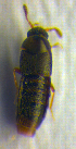  ( - BC ZSM COL 00748)  @12 [ ] CreativeCommons - Attribution Non-Commercial Share-Alike (2010) Unspecified SNSB, Zoologische Staatssammlung Muenchen