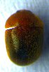  ( - BC ZSM COL 00750)  @12 [ ] CreativeCommons - Attribution Non-Commercial Share-Alike (2010) Unspecified SNSB, Zoologische Staatssammlung Muenchen