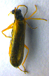  ( - BC ZSM COL 00752)  @12 [ ] CreativeCommons - Attribution Non-Commercial Share-Alike (2010) Unspecified SNSB, Zoologische Staatssammlung Muenchen