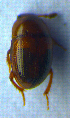  ( - BC ZSM COL 00758)  @12 [ ] CreativeCommons - Attribution Non-Commercial Share-Alike (2010) Unspecified SNSB, Zoologische Staatssammlung Muenchen