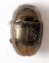  (Lamiogethes brunnicornis - BC ZSM COL 00793)  @12 [ ] CreativeCommons - Attribution Non-Commercial Share-Alike (2010) Unspecified SNSB, Zoologische Staatssammlung Muenchen