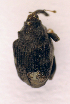  (Hadroplontus trimaculatus - BC ZSM COL 00846)  @13 [ ] CreativeCommons - Attribution Non-Commercial Share-Alike (2010) Unspecified SNSB, Zoologische Staatssammlung Muenchen