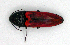  ( - BC ZSM COLA 00008)  @13 [ ] CreativeCommons - Attribution Non-Commercial Share-Alike (2010) Unspecified SNSB, Zoologische Staatssammlung Muenchen