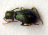  ( - BC ZSM COLA 00017)  @13 [ ] CreativeCommons - Attribution Non-Commercial Share-Alike (2010) Unspecified SNSB, Zoologische Staatssammlung Muenchen