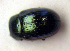 ( - BC ZSM COLA 00018)  @12 [ ] CreativeCommons - Attribution Non-Commercial Share-Alike (2010) Unspecified SNSB, Zoologische Staatssammlung Muenchen