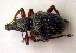  (Otiorhynchus geniculatus - BC ZSM COLA 00019)  @13 [ ] CreativeCommons - Attribution Non-Commercial Share-Alike (2010) Unspecified SNSB, Zoologische Staatssammlung Muenchen