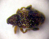  ( - BC ZSM COLA 00026)  @12 [ ] CreativeCommons - Attribution Non-Commercial Share-Alike (2010) Unspecified SNSB, Zoologische Staatssammlung Muenchen