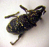  ( - BC ZSM COLA 00037)  @12 [ ] CreativeCommons - Attribution Non-Commercial Share-Alike (2010) Unspecified SNSB, Zoologische Staatssammlung Muenchen